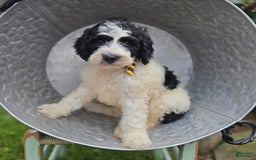 Bernedoodle dogs for sale: Ganze - Image 3