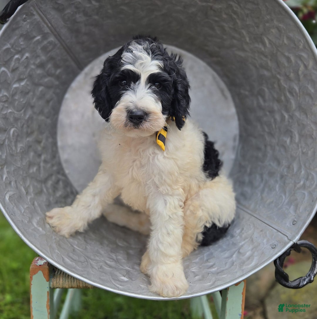 Bernedoodle dogs for sale: Ganze - Image 3