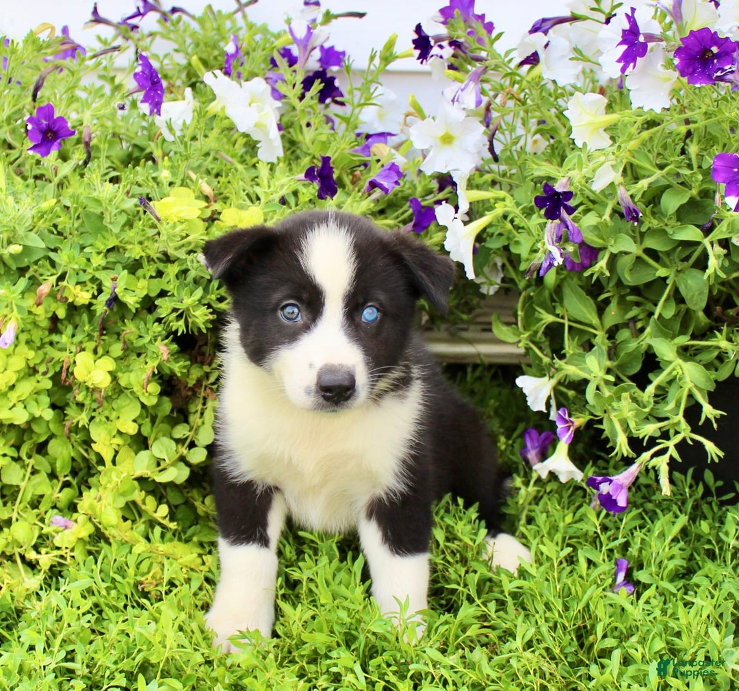 Australian Shepherd dogs for sale: Reba - Image 1