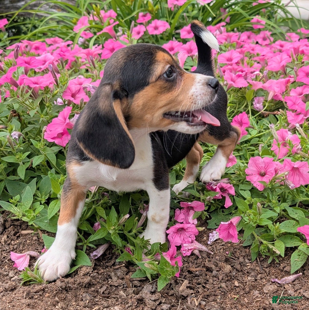 Beagle dogs for sale: Cream - Image 12