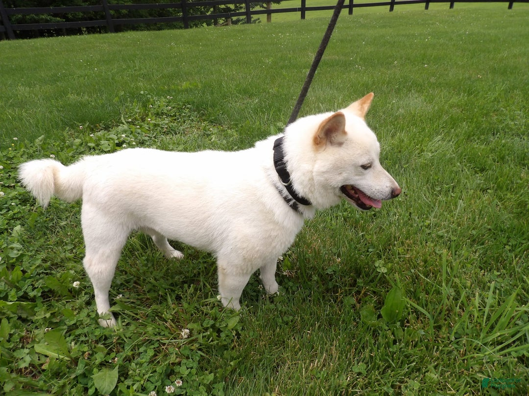Shiba Inu dogs for sale: Snow Burst - Image 1