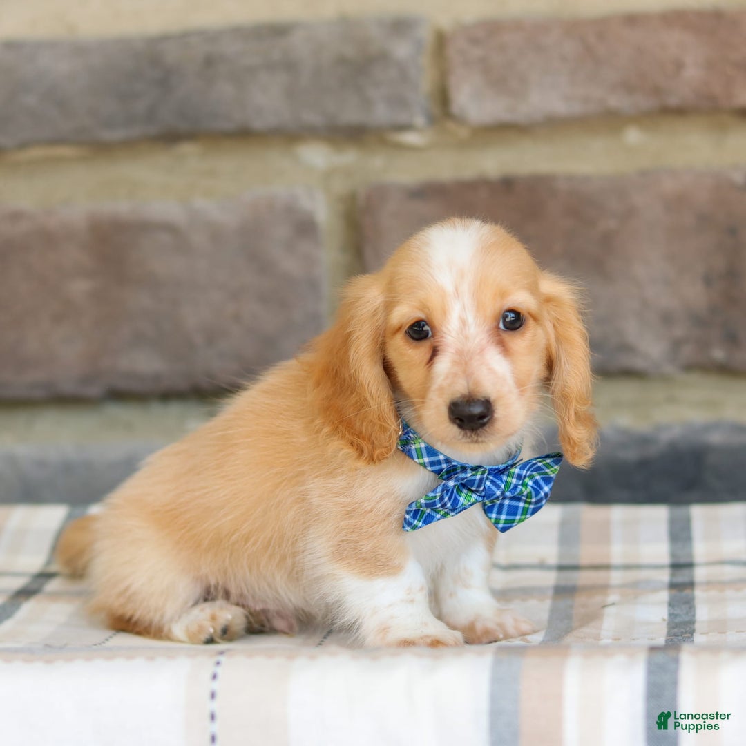 Miniature Dachshund dogs for sale: Victor - Image 2