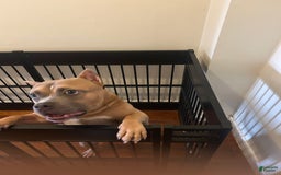 American Bully dogs for sale: Ruby - Image 2