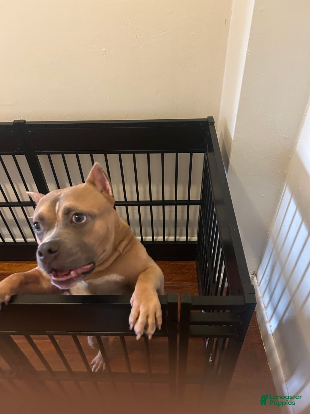 American Bully dogs for sale: Ruby - Image 2