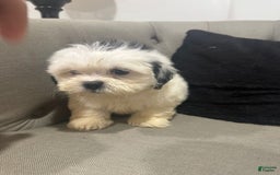 Shihpoo dogs for sale: Kally - Image 2