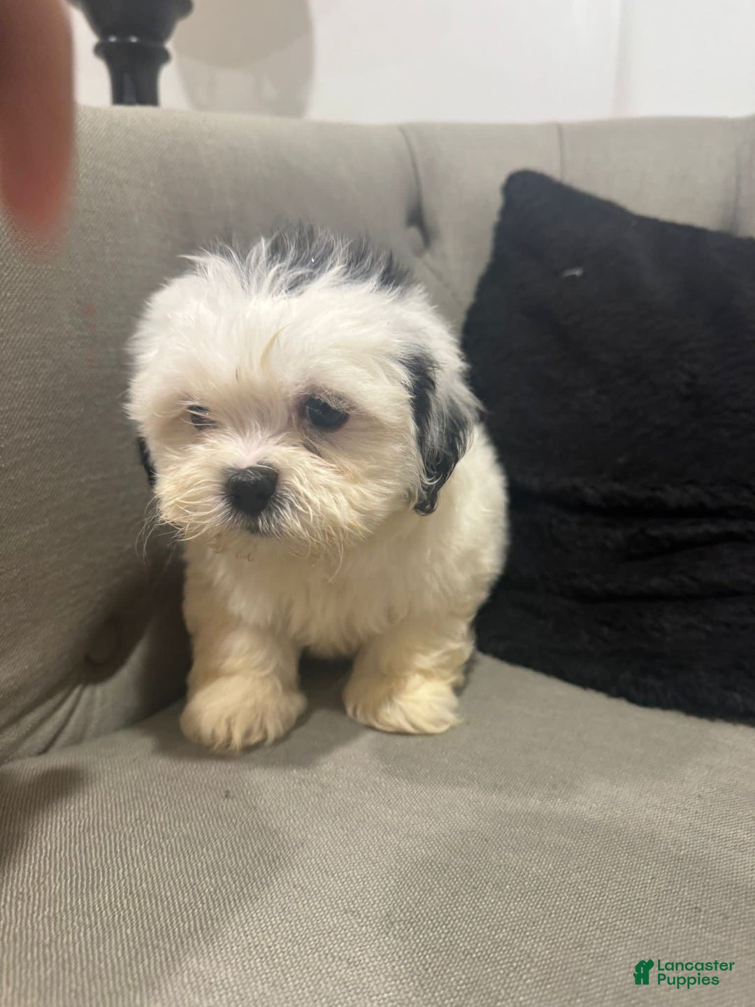 Shihpoo dogs for sale: Kally - Image 2