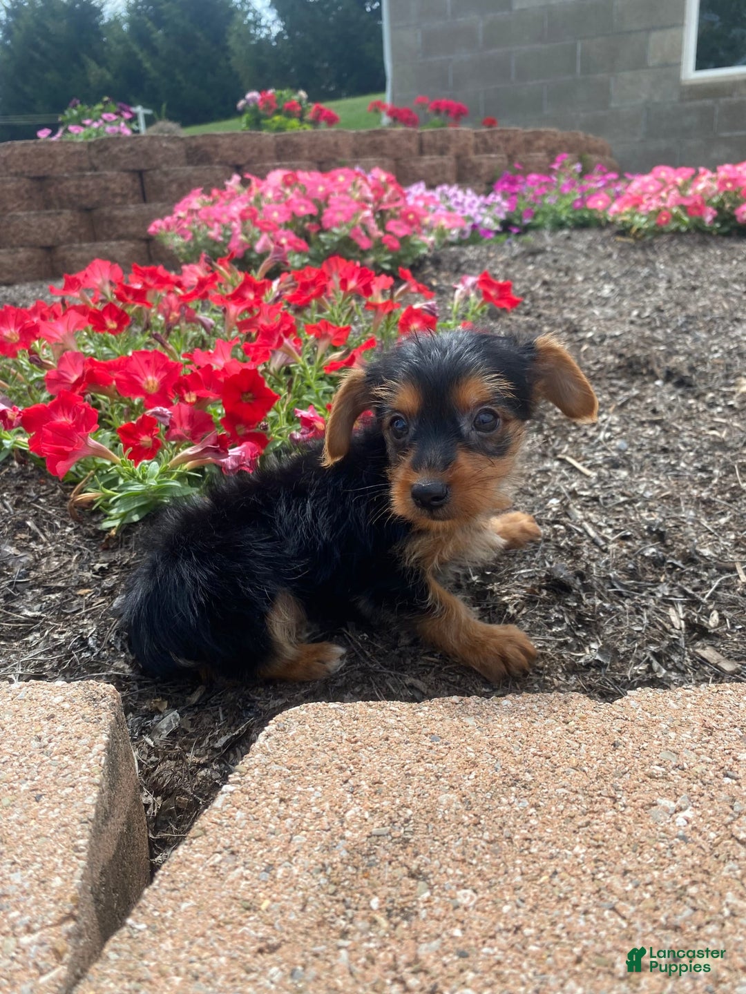 Yorkshire Terrier dogs for sale: Jag - Image 10