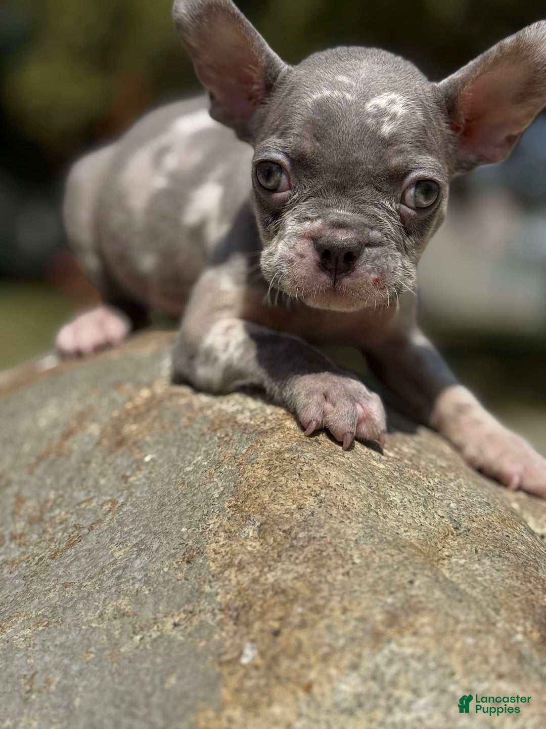 French Bulldog dogs for sale: French Bulldog 3 puppies - Image 8