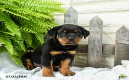 Rottweiler dogs for sale: Sparkey - Image 3