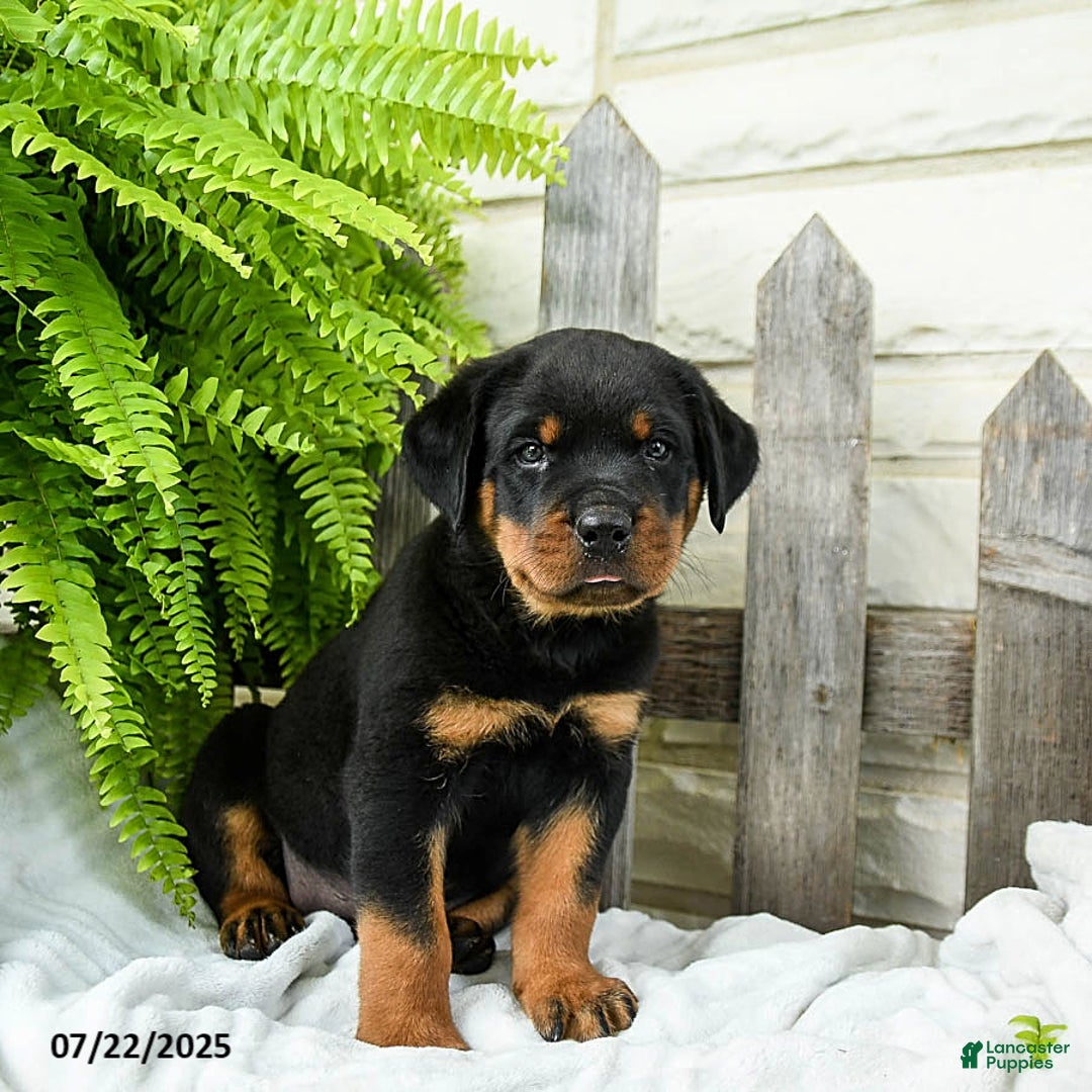Rottweiler dogs for sale: Sparkey - Image 3