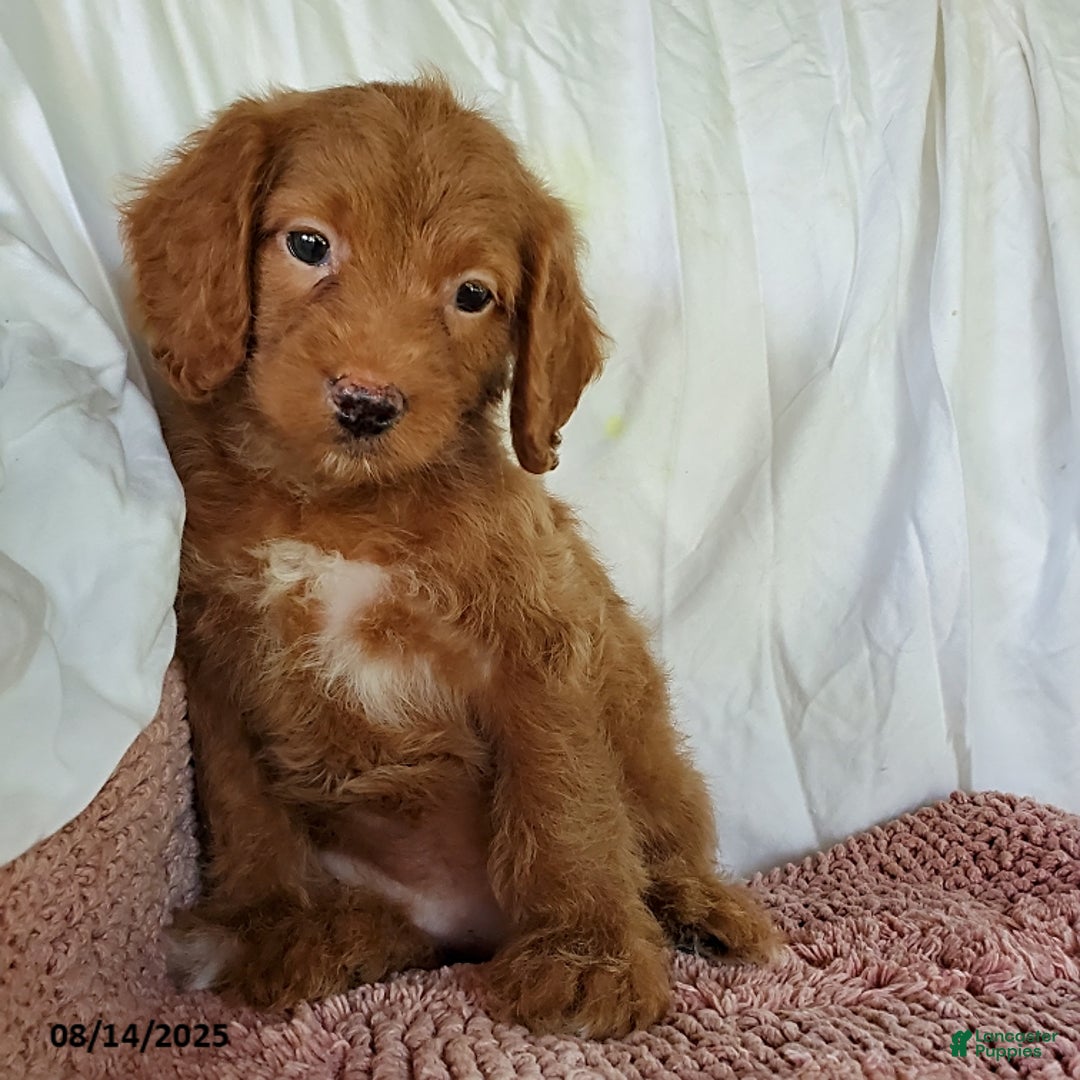 Mini Goldendoodle dogs for sale: Darla - Image 4