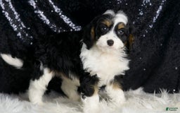 Cavapoo dogs for sale: Ash - Image 6