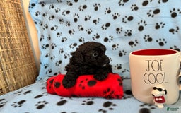 Toy Poodle dogs for sale: Shadow - Image 4