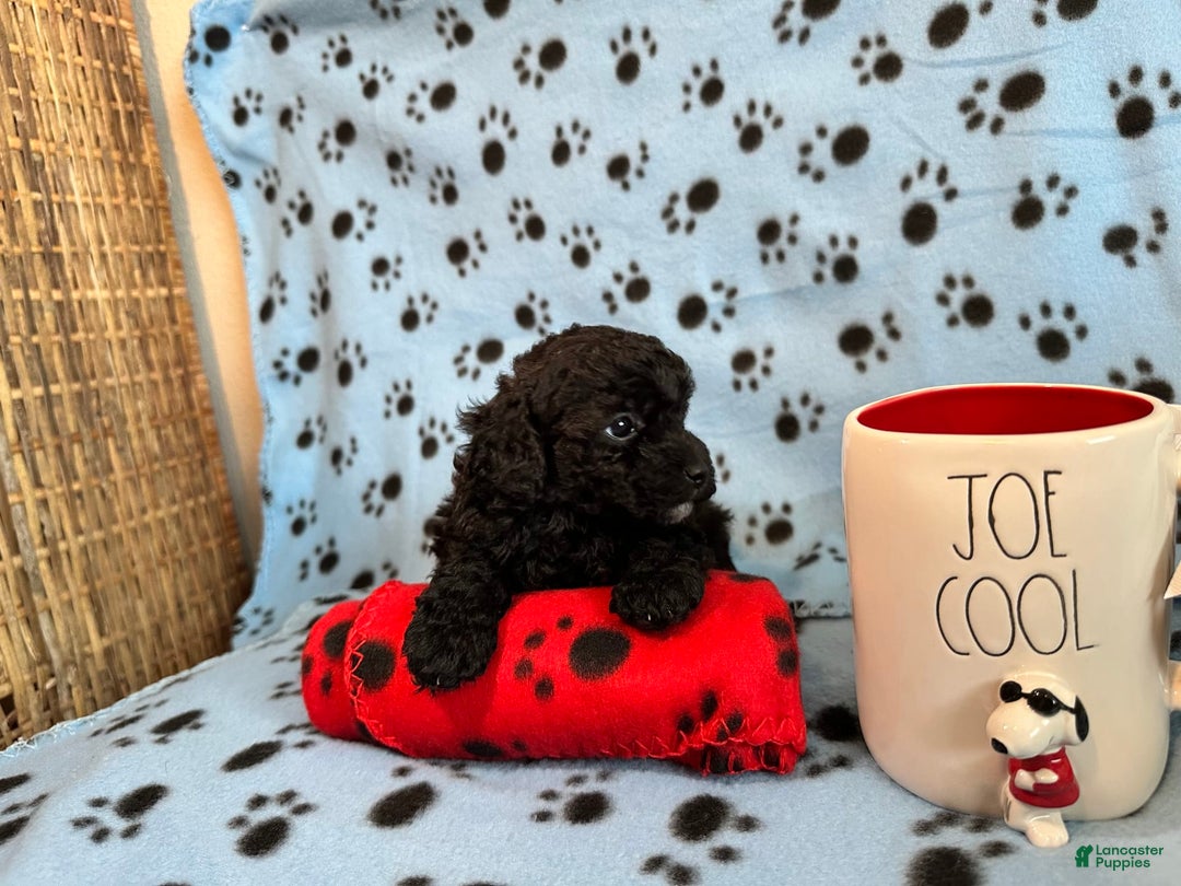 Toy Poodle dogs for sale: Shadow - Image 4