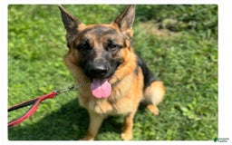 German Shepherd dogs for sale: Harley - Image 4
