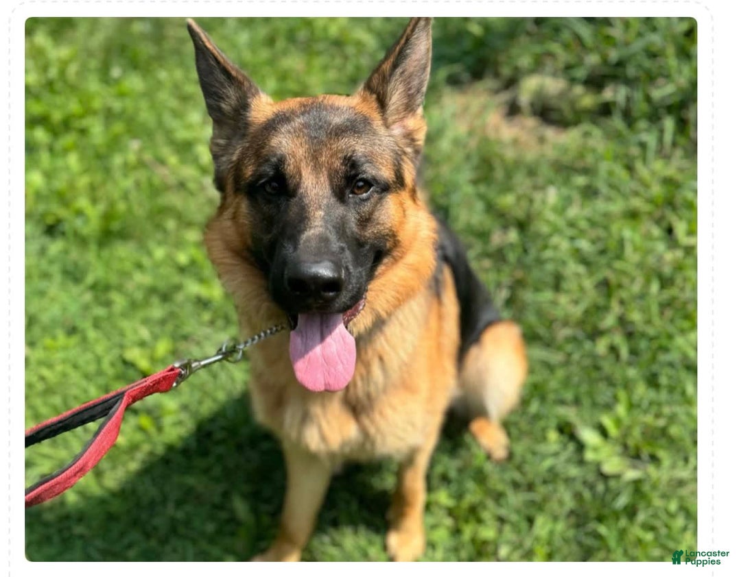 German Shepherd dogs for sale: Harley - Image 4