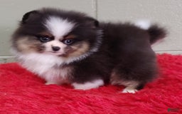 Pomeranian dogs for sale: Tux - Image 2