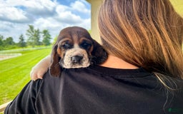 Basset Hound dogs for sale: Hank - Image 7