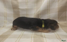 Yorkshire Terrier dogs for sale: Odie - Image 5