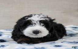 Mini Bernedoodle dogs for sale: Leo - Image 33