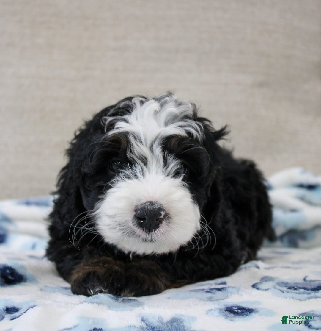Mini Bernedoodle dogs for sale: Leo - Image 33