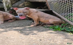 American Bully dogs for sale: Coolade - Image 5