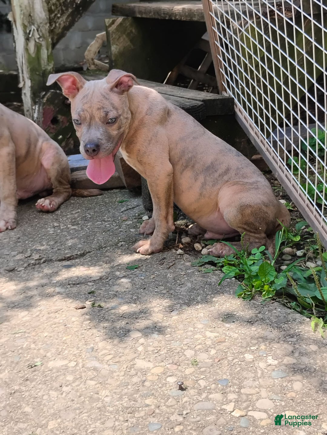 American Bully dogs for sale: Coolade - Image 5