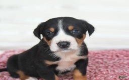 Greater Swiss Mountain Dog dogs for sale: Cash - Image 10
