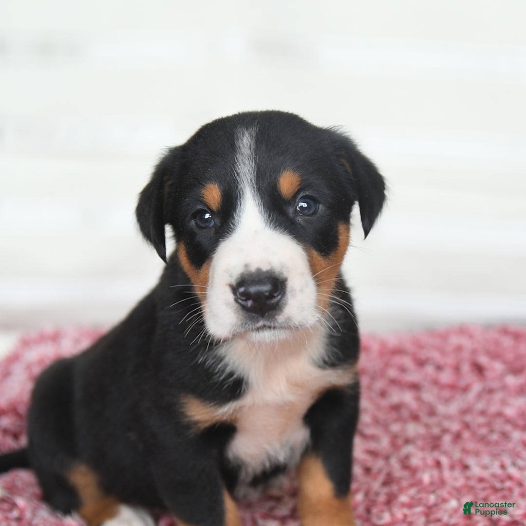 Greater Swiss Mountain Dog dogs for sale: Cash - Image 10