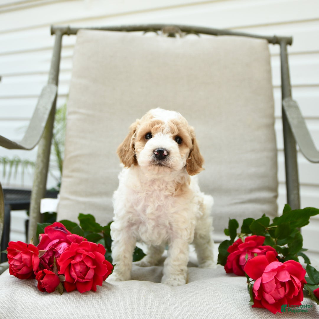 Cockapoo dogs for sale: Justin - Image 8