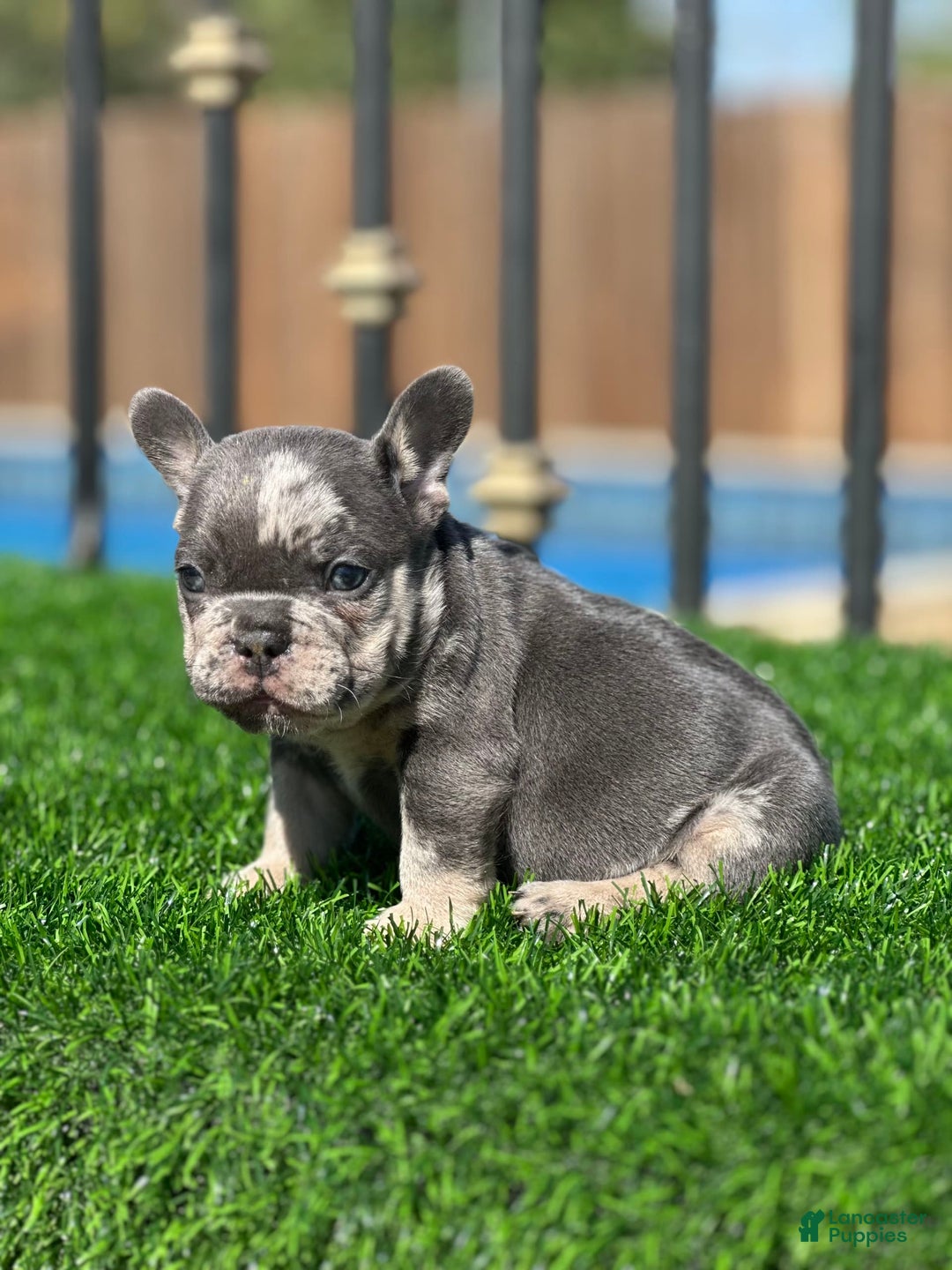 French Bulldog dogs for sale: Trizzle - Image 1