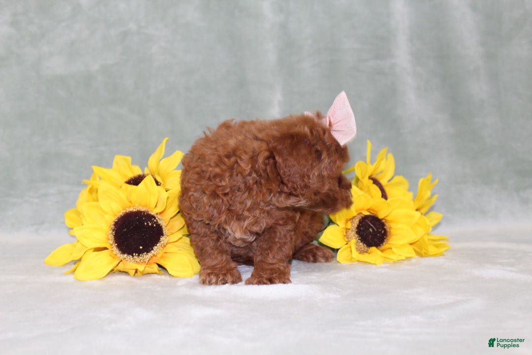 Miniature Poodle dogs for sale: Val - Image 6