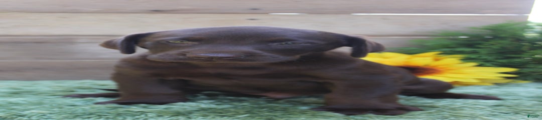 Rattler