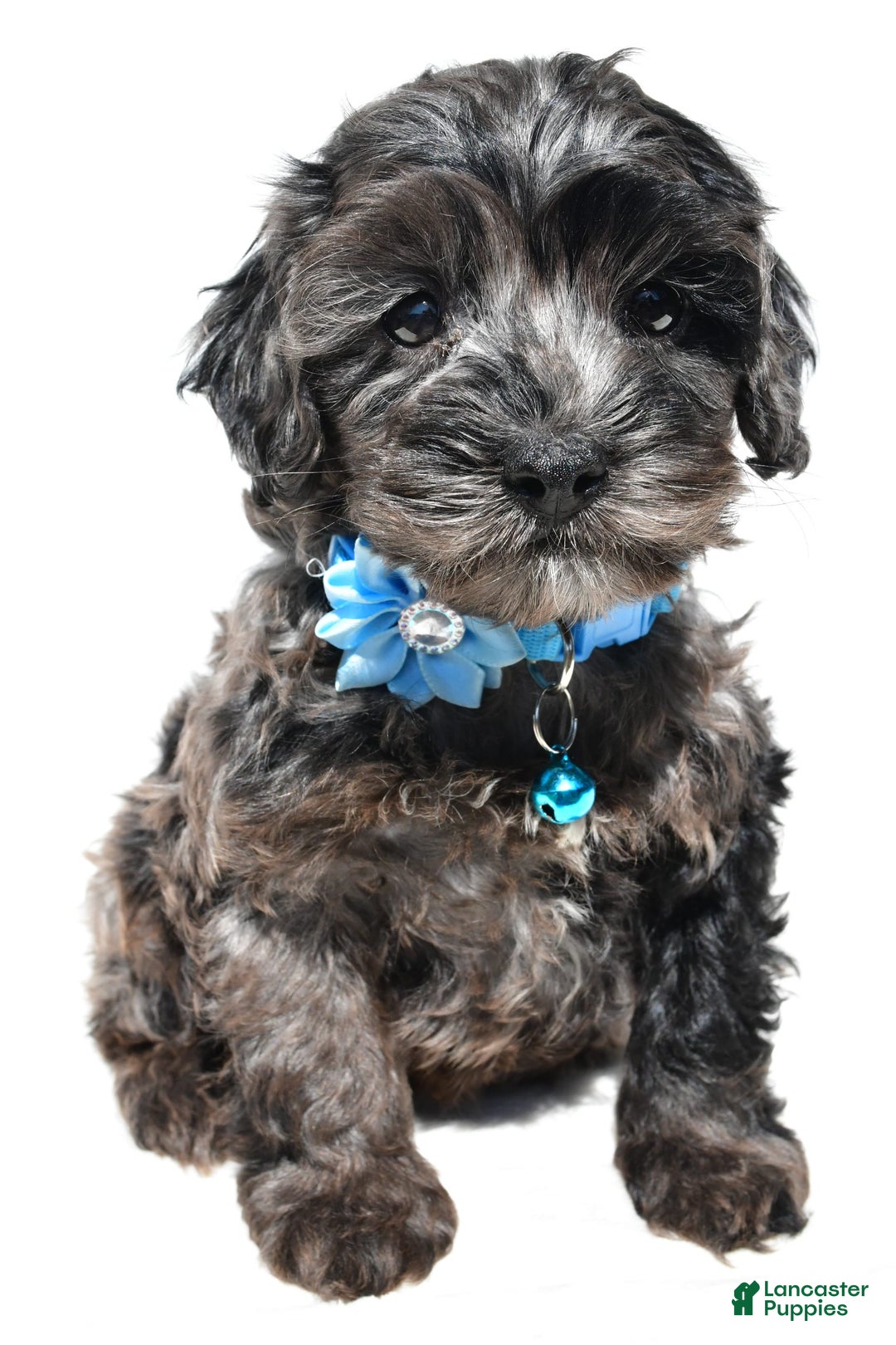 Cockapoo dogs for sale: Wanda - Image 6