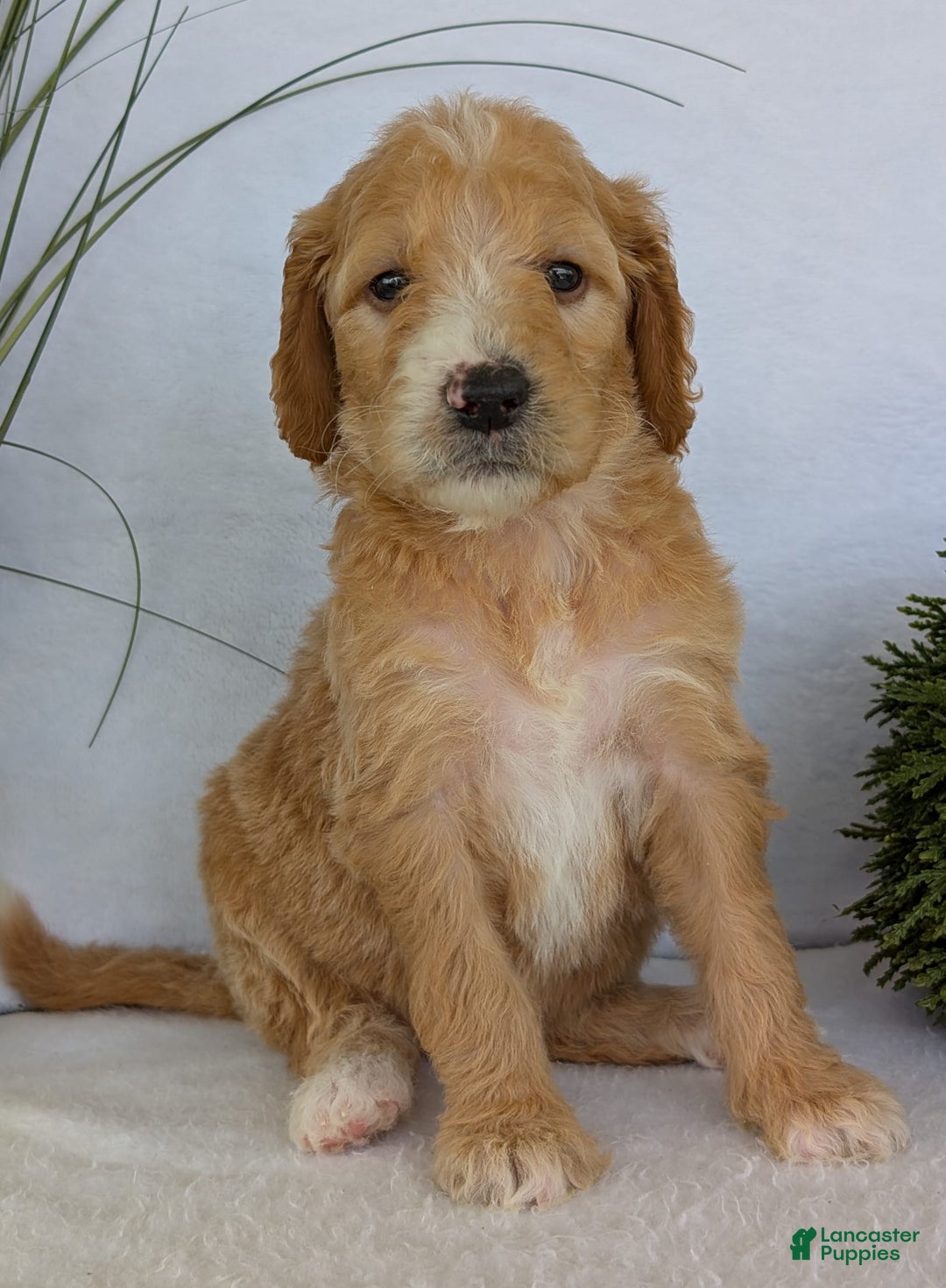 Goldendoodle dogs for sale: Sadie - Image 26
