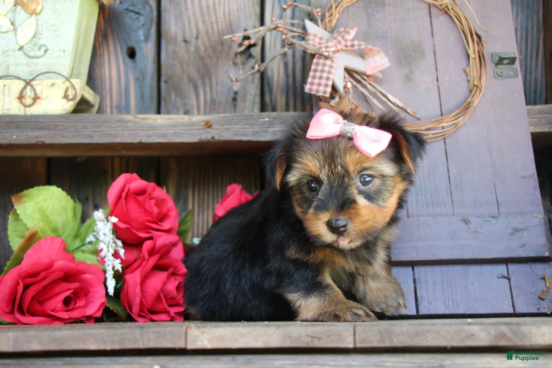 Yorkshire Terrier dogs for sale: Yorkshire Terrier 4 puppies - Image 5