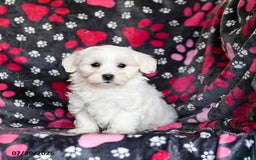 Maltese dogs for sale: Nestle - Image 2