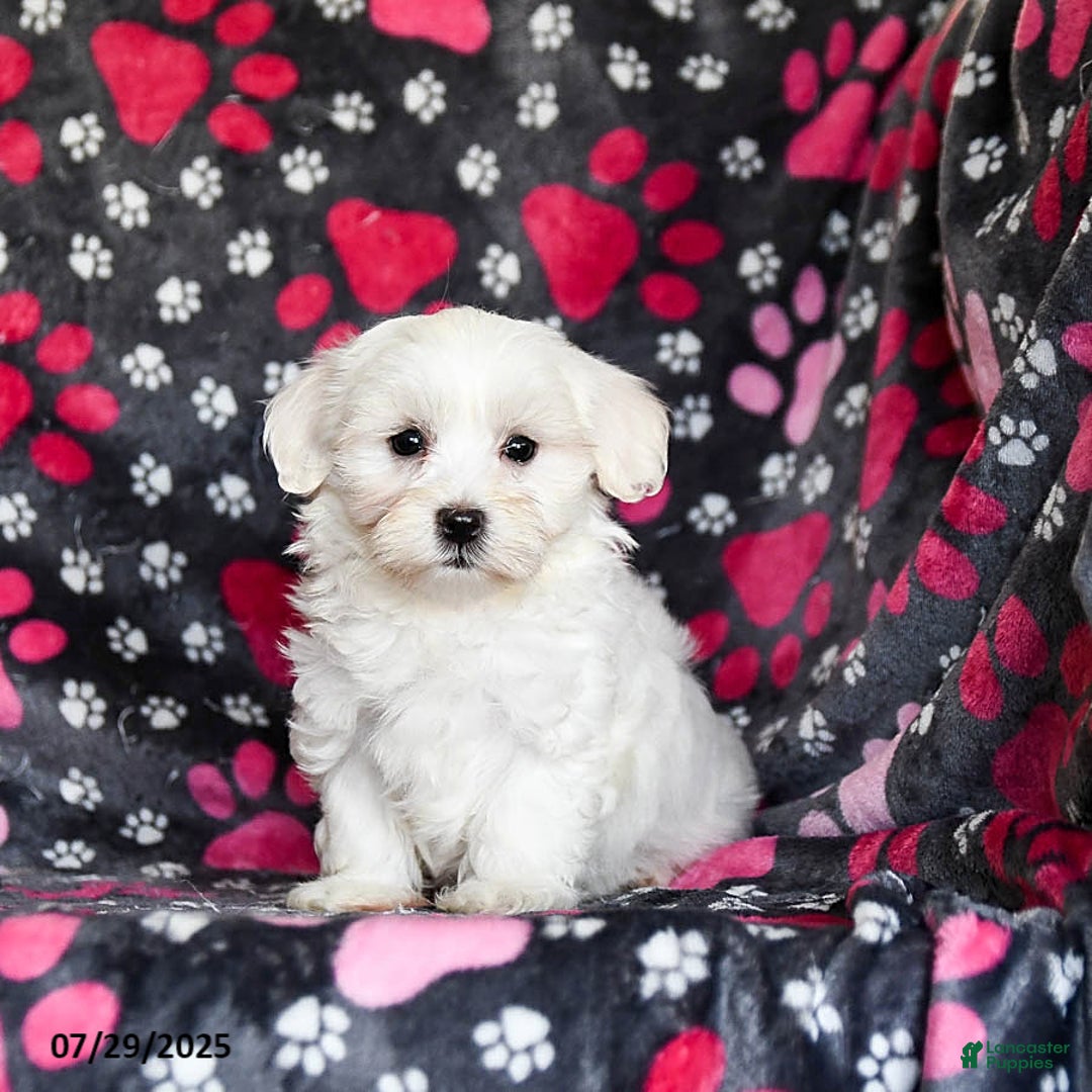Maltese dogs for sale: Nestle - Image 2