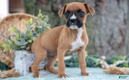 Boxer dogs for sale: Faith - Image 4