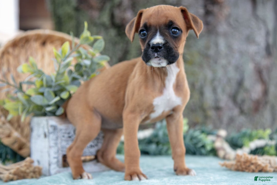 Boxer dogs for sale: Faith - Image 4