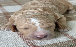 Standard Poodle dogs for sale: Willow - Image 2