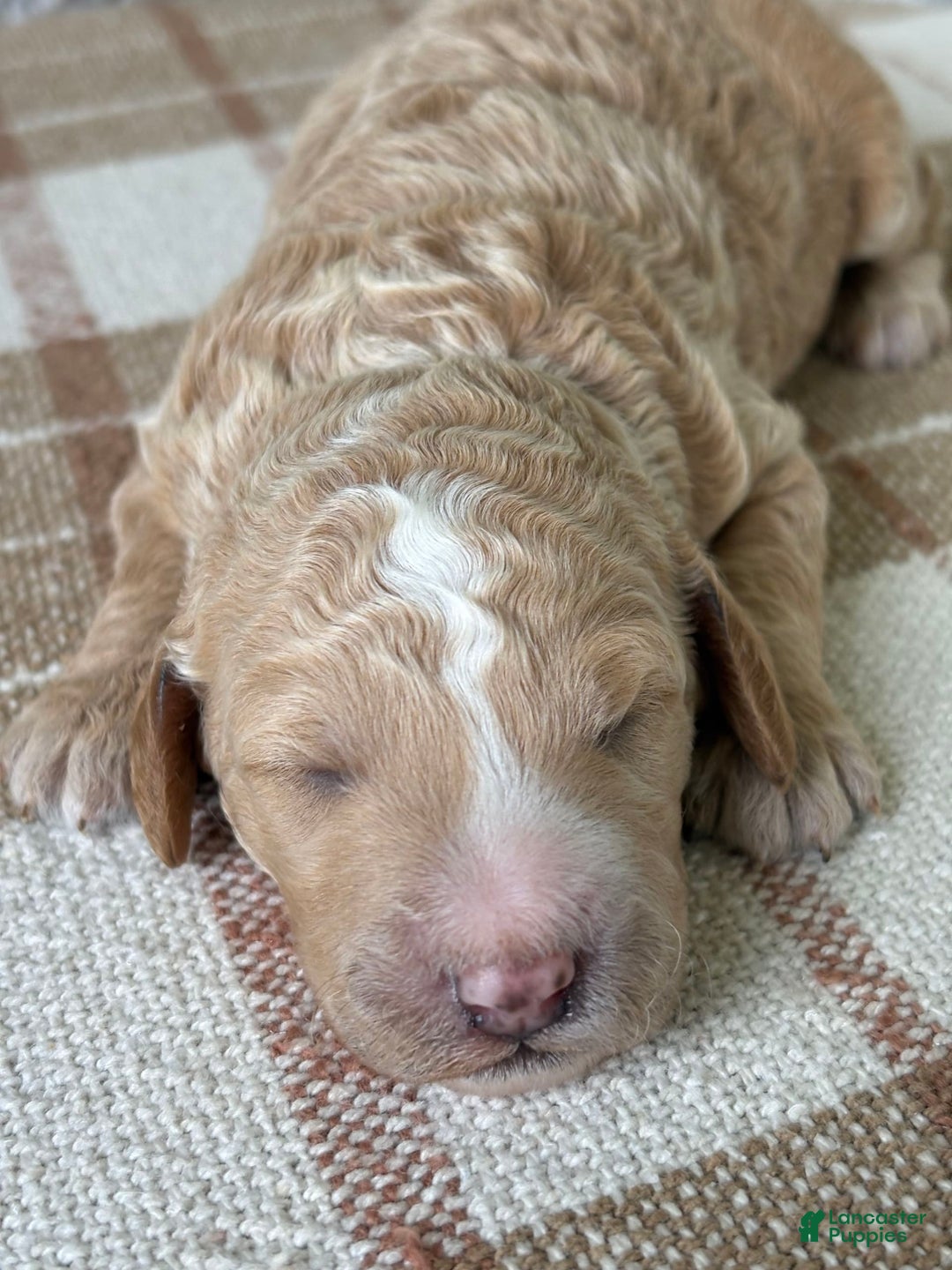 Standard Poodle dogs for sale: Willow - Image 2