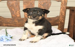 Australian Cattle Dog dogs for sale: Martha - Image 5
