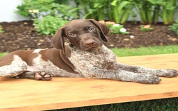 German Shorthaired Pointer dogs for sale: Oliver - Image 2