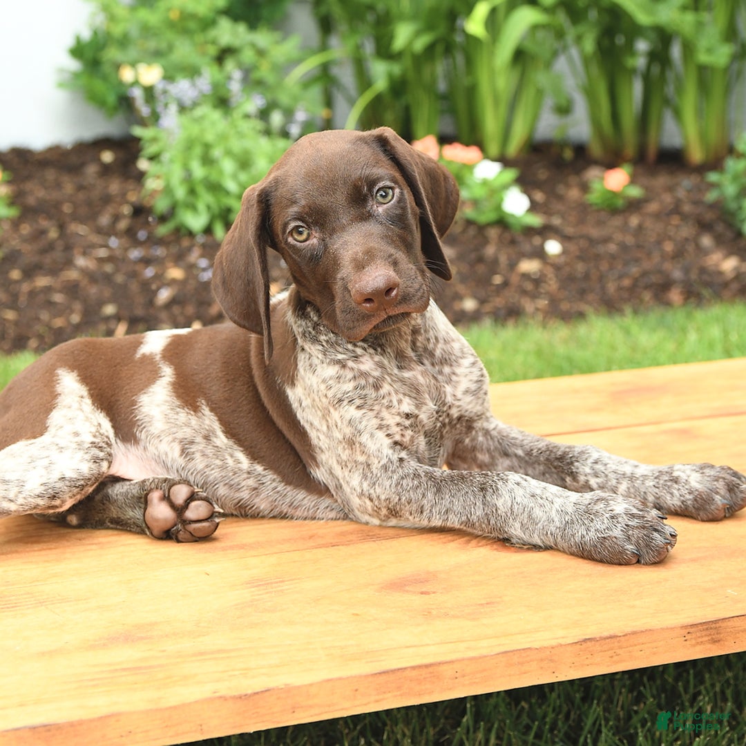 German Shorthaired Pointer dogs for sale: Oliver - Image 2