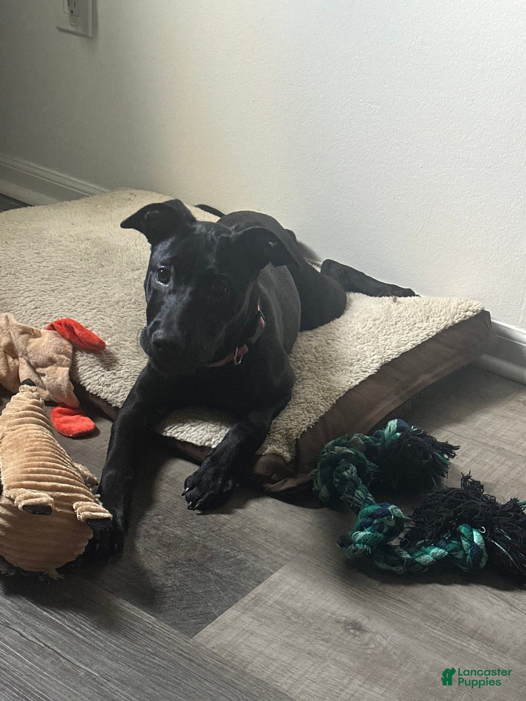 American Pit Bull Terrier dogs for sale: Nova - Image 9