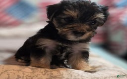 Morkie dogs for sale: Albert - Image 1