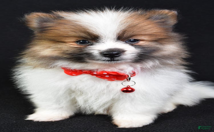 Pomeranian dogs for sale - Ad 4