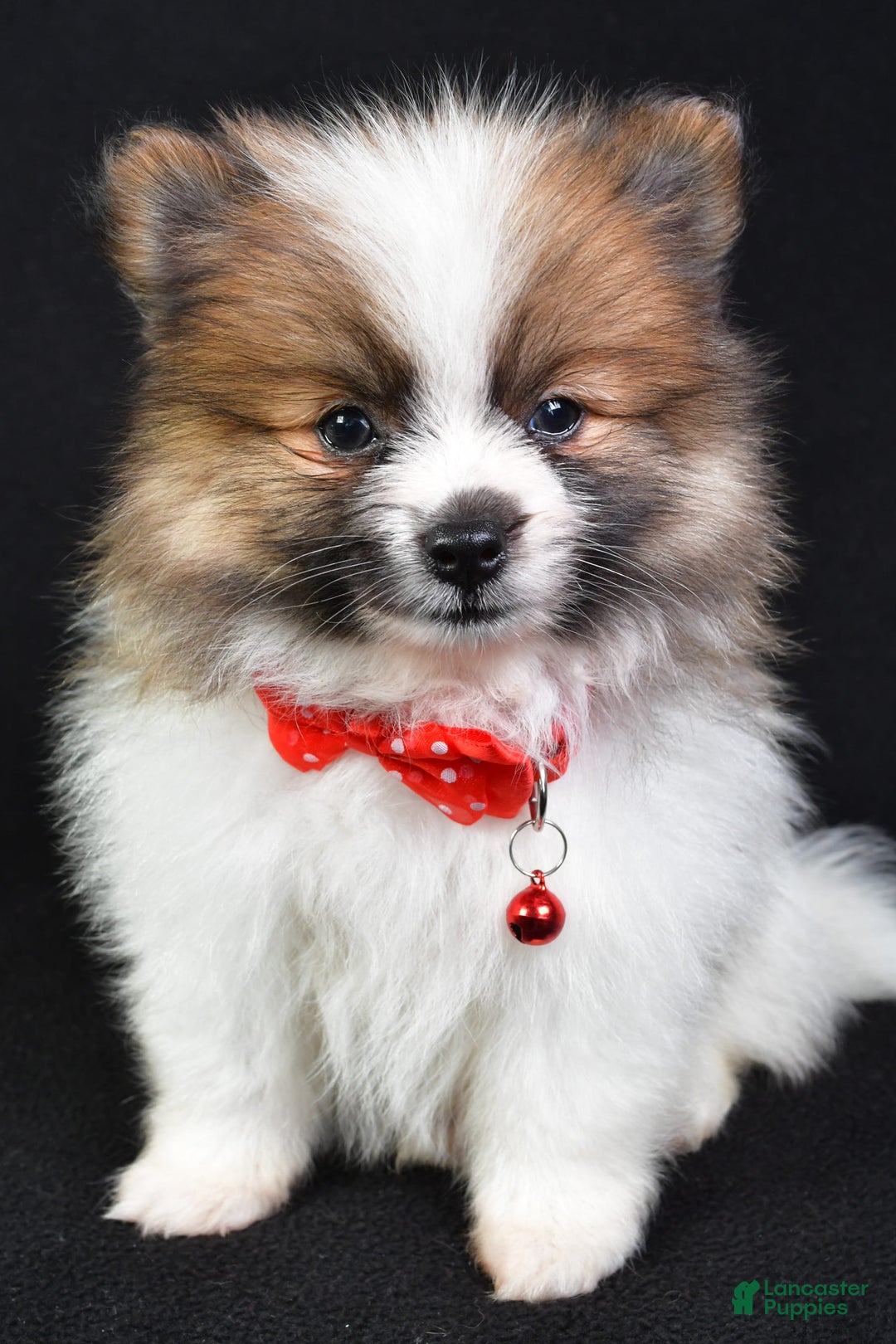 Pomeranian dogs for sale: Edger - Image 1