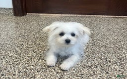 Maltipoo dogs for sale: Tina - Image 2